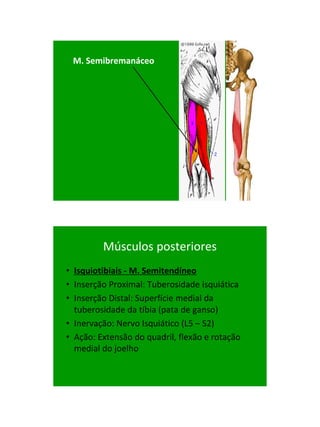 21/1/2011




 M. Semibremanáceo




         Músculos posteriores
• Isquiotibiais - M. Semitendíneo
• Inserção Proximal: Tuberosidade isquiática
• Inserção Distal: Superfície medial da
  tuberosidade da tíbia (pata de ganso)‫‏‬
• Inervação: Nervo Isquiático (L5 – S2)‫‏‬
• Ação: Extensão do quadril, flexão e rotação
  medial do joelho




                                                      21
 