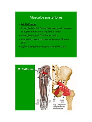 21/1/2011




         Músculos posteriores
• M. Piriforme
• Inserção Medial: Superfície pélvica do sacro e
  margem da incisura isquiática maior
• Inserção Lateral: Trocânter maior
• Inervação: Nervo para o músculo piriforme
  (S2)‫‏‬
• Ação: Abdução e rotação lateral da coxa




M. Piriforme




                                                         23
 