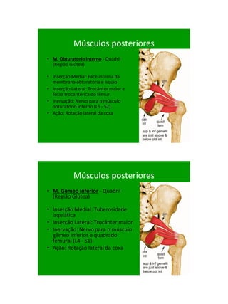 21/1/2011




            Músculos posteriores
• M. Obturatório interno - Quadril
  (Região Glútea)

• Inserção Medial: Face interna da
  membrana obturatória e ísquio
• Inserção Lateral: Trocânter maior e
  fossa trocantérica do fêmur
• Inervação: Nervo para o músculo
  obturatório interno (L5 - S2)‫‏‬
• Ação: Rotação lateral da coxa




            Músculos posteriores
• M. Gêmeo inferior - Quadril
  (Região Glútea)

• Inserção Medial: Tuberosidade
  isquiática
• Inserção Lateral: Trocânter maior
• Inervação: Nervo para o músculo
  gêmeo inferior e quadrado
  femural (L4 - S1)‫‏‬
• Ação: Rotação lateral da coxa




                                              24
 