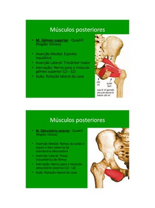 21/1/2011




            Músculos posteriores
• M. Gêmeo superior - Quadril
  (Região Glútea)‫‏‬

• Inserção Medial: Espinha
  isquiática
• Inserção Lateral: Trocânter maior
• Inervação: Nervo para o músculo
  gêmeo superior (L5 - S2)‫‏‬
• Ação: Rotação lateral da coxa




            Músculos posteriores
• M. Obturatório externo - Quadril
  (Região Glútea)‫‏‬

• Inserção Medial: Ramos do púbis e
  ísquio e face externa da
  membrana obturatória
• Inserção Lateral: Fossa
  trocantérica do fêmur
• Inervação: Nervo para o músculo
  obturatório externo (L3 - L4)‫‏‬
• Ação: Rotação lateral da coxa




                                            25
 