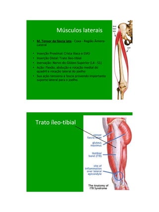 21/1/2011




                Músculos laterais
• M. Tensor da fáscia lata - Coxa - Região Ântero-
  Lateral

• Inserção Proximal: Crista ilíaca e EIAS
• Inserção Distal: Trato íleo-tibial
• Inervação: Nervo do Glúteo Superior (L4 - S1)‫‏‬
• Ação: Flexão, abdução e rotação medial do
  quadril e rotação lateral do joelho
• Sua ação tensiona a fascia provendo importante
  suporte lateral para o joelho.




    Trato íleo-tibial




                                                           28
 
