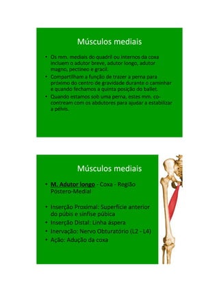 21/1/2011




             Músculos mediais
• Os mm. mediais do quadril ou internos da coxa
  incluem o adutor breve, adutor longo, adutor
  magno, pectíneo e gracil.
• Compartilham a função de trazer a perna para
  próximo do centro de gravidade durante o caminhar
  e quando fechamos a quinta posição do ballet.
• Quando estamos sob uma perna, estes mm. co-
  contream com os abdutores para ajudar a estabilizar
  a pélvis.




             Músculos mediais
• M. Adutor longo - Coxa - Região
  Póstero-Medial

• Inserção Proximal: Superfície anterior
  do púbis e sínfise púbica
• Inserção Distal: Linha áspera
• Inervação: Nervo Obturatório (L2 - L4)‫‏‬
• Ação: Adução da coxa




                                                              29
 