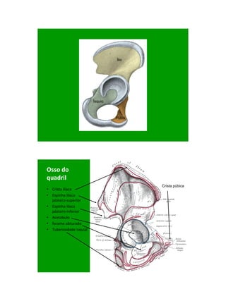 21/1/2011




                                  Ílio




                         Ísquio



                                  Púbis




Osso do
quadril
                                          Crista púbica
• Crista ilíaca
• Espinha ilíaca
  póstero-superior
• Espinha ilíaca
  póstero-inferior
• Acetábulo
• forame obturado
• Tuberosidade isquial




                                                                 3
 