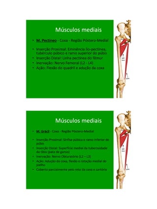 21/1/2011




                Músculos mediais
• M. Pectíneo - Coxa - Região Póstero-Medial

• Inserção Proximal: Eminência ílo-pectínea,
  tubérculo púbico e ramo superior do púbis
• Inserção Distal: Linha pectínea do fêmur
• Inervação: Nervo Femoral (L2 - L4)‫‏‬
• Ação: Flexão do quadril e adução da coxa




                Músculos mediais
• M. Grácil - Coxa - Região Póstero-Medial

• Inserção Proximal: Sínfise púbica e ramo inferior do
  púbis
• Inserção Distal: Superfície medial da tuberosidade
  da tíbia (pata de ganso)‫‏‬
• Inervação: Nervo Obturatório (L2 – L3)‫‏‬
• Ação: Adução da coxa, flexão e rotação medial do
  joelho
• Coberto parcialmente pelo reto da coxa e sartório




                                                               31
 