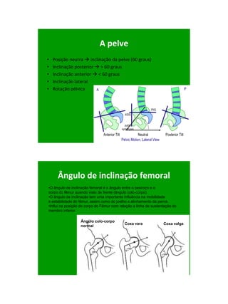 21/1/2011




                             A pelve
•   Posição neutra  inclinação da pelve (60 graus)‫‏‬
•   Inclinação posterior  > 60 graus
•   Inclinação anterior  < 60 graus
•   Inclinação lateral
•   Rotação pélvica




      Ângulo de inclinação femoral
•O ângulo de inclinação femoral é o ângulo entre o pescoço e o
corpo do fêmur quando visto de frente (ângulo colo-corpo).
•O ângulo de inclinação tem uma importante influência na mobilidade
e estabilidade do fêmur, assim como do joelho e alinhamento da perna.
•Influi na posição do corpo do Fêmur com relação a linha de sustentação do
membro inferior.

                  Ângulo colo-corpo
                                            Coxa vara             Coxa valga
                  normal




                                                                                     32
 