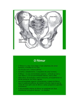 21/1/2011




      Espinha                                  Fossa ilíaca
      ilíaca
      Antero-superior




   Espinha
   ilíaca
   Antero-inferior




                        O Fêmur
• O fêmur é o osso mais longo e mais volumoso do corpo
  humano, e localiza-se na coxa.
• Se articula com a cintura pélvica.
• Constitui, isoladamente, o esqueleto da coxa humana.
• O fêmur – na sua extremidade superior – articula-se com o
  osso ilíaco; e, na sua extremidade inferior, com a tíbia.
• Além disso, dá inserção a vários músculos, principalmente no
  bordo posterior (ou linha rugosa).
• Sua extremidade superior compreende a cabeça do fêmur,
  que é a saliência esférica, de caráter articular, que se une ao
  corpo do osso pelo colo do fêmur e pelos pequenos e grandes
  trocanteres.
• A extremidade inferior do fêmur se subdivide em duas
  eminências articulares laterais – os côndilos.




                                                                           4
 