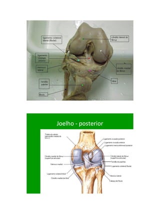 21/1/2011




Joelho - posterior




                           46
 