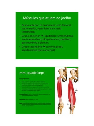 21/1/2011




      Músculos que atuam no joelho
• Grupo anterior  quadríceps: reto femoral,
  vasto medial, vasto lateral e vaasto
  intermédio;
• Grupo posterior  isquitibiais: semitendíneo,
  semimebranáceo, bíceps femoral, poplíteo,
  gastrocnêmio e plantar;
• Grupo secundário  sartório, gracil,
  semitendíneo (pata anserina)




mm. quadríceps
Inserção Proximal:

•   Reto Anterior: Espinha ilíaca ântero-inferior
•   Vasto Lateral: Trocânter maior, linha áspera, linha
    intertrocantérica e tuberosidade glútea
•   Vasto Medial: Linha áspera e linha intertrocantérica
•   Vasto Intermédio: 2/3 proximais da face anterior e lateral
    do fêmur e ½ distal da linha áspera

Inserção Distal: Patela e, através do ligamento patelar, na
    tuberosidade anterior da tíbia

Inervação: Nervo Femoral (L2 - L4)

Ação: Extensão do joelho e o reto femural realiza flexão do
   quadril. O vasto medial realiza rotação medial e o vasto
   lateral, rotação lateral




                                                                       50
 