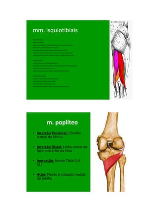 21/1/2011




mm. isquiotibiais
BÍCEPS FEMORAL
Inserção Proximal:
Cabeça Longa: Tuberosidade isquiática e ligamento sacro-tuberoso
Cabeça Curta: Lábio lateral da linha áspera
Inserção Distal: Cabeça da fíbula e côndilo lateral da tíbia
Inervação: Nervo Isquiático (L5 - S2), exceto L5 para a cabeça longa
Ação: Extensão do quadril, flexão do joelho e rotação lateral da coxa


SEMITENDÍNEO
nserção Proximal: Tuberosidade isquiática
Inserção Distal: Superfície medial da tuberosidade da tíbia (pata de ganso)
Inervação: Nervo Isquiático (L5 – S2)
Ação: Extensão do quadril, flexão e rotação medial do joelho


SEMIMEMBRANÁCEO
Inserção Proximal: Tuberosidade isquiática
Inserção Distal: Côndilo medial da tíbia
Inervação: Nervo Isquiático (L5 – S2)
Ação: Extensão do quadril, flexão e rotação medial do joelho




                        m. poplíteo
• Inserção Proximal: Côndilo
  lateral do fêmur

• Inserção Distal: Linha solear da
  face posterior da tíbia

• Inervação: Nervo Tibial (L4 -
  S1)

• Ação: Flexão e rotação medial
  do joelho




                                                                                    51
 