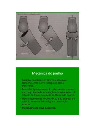21/1/2011




                       delizamento
 rolamento
                                          giro




             Mecânica do joelho
• Rotação: côndilos com diferentes forma e
  tamanho , gera suave rotação no plano
  transverso.
• Extensão: ligamentos estão relativamente tensos
  e a congruência da articulação está ao máximo 
  rotação da tíbia em relação ao fêmur não ocorre.
• Flexão: ligamentos frouxos  20 a 30 degraus de
  rotação interna e 30 a 45 graus de rotação
  externa.
• Mecanismo de trava do joelho.




                                                           55
 