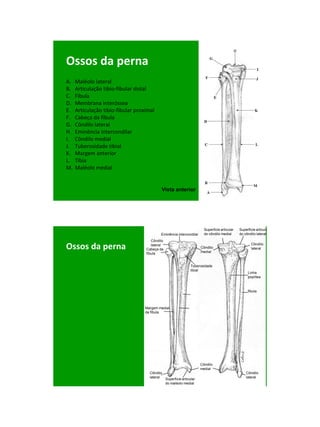 21/1/2011




Ossos da perna
A.   Maléolo lateral
B.   Articulação tibio-fibular distal
C.   Fíbula
D.   Membrana interóssea
E.   Articulação tibio-fibular proximal
F.   Cabeça da fíbula
G.   Côndilo lateral
H.   Eminência intercondilar
I.   Côndilo medial
J.   Tuberosidade tibial
K.   Margem anterior
L.   Tibia
M.   Maléolo medial


                                           Vista anterior




                                                                         Superficie articular   Superficie articular
                                           Eminência intercondilar       do côndilo medial      do côndilo lateral
                                      Côndilo

Ossos da perna                        lateral
                                   Cabeça da                           Côndilo
                                                                       medial
                                                                                                       Côndilo
                                                                                                       lateral
                                   fíbula


                                                                 Tuberosidade
                                                                 tibial
                                                                                                     Linha
                                                                                                     poplítea



                                                                                                     fíbula



                                   Margem medial
                                   da fíbula




                                                                       Côndilo
                                                                       medial
                                     Côndilo                                                        Côndilo
                                     lateral                                                        lateral
                                                Superficie articular
                                                do maléolo medial




                                                                                                                              6
 