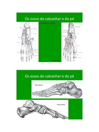 21/1/2011




Os ossos do calcanhar e do pé
            Vista plantar ou palmar




                               Vista dorsal




Os ossos do calcanhar e do pé

     Vista lateral




                                      Vista medial




                                                           69
 