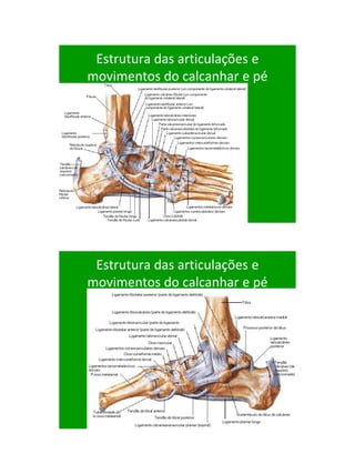 21/1/2011




 Estrutura das articulações e
movimentos do calcanhar e pé




 Estrutura das articulações e
movimentos do calcanhar e pé




                                      72
 