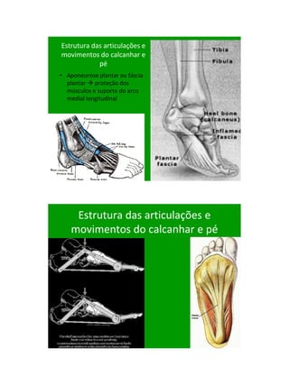 21/1/2011




Estrutura das articulações e
movimentos do calcanhar e
            pé
• Aponeurose plantar ou fáscia
  plantar  proteção dos
  músculos e suporte do arco
  medial longitudinal




     Estrutura das articulações e
    movimentos do calcanhar e pé




                                          73
 