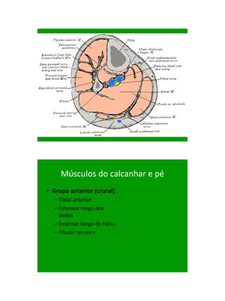 21/1/2011




     Músculos do calcanhar e pé
• Grupo anterior (crural)
  – Tibial anterior
  – Extensor longo dos
    dedos
  – Extensor longo do hálux
  – Fibular terceiro




                                        75
 