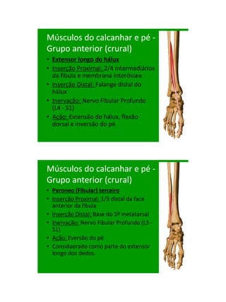 21/1/2011




Músculos do calcanhar e pé -
Grupo anterior (crural)
• Extensor longo do hálux
• Inserção Proximal: 2/4 intermediários
  da fíbula e membrana interóssea
• Inserção Distal: Falange distal do
  hálux
• Inervação: Nervo Fibular Profundo
  (L4 - S1)
• Ação: Extensão do hálux, flexão
  dorsal e inversão do pé




Músculos do calcanhar e pé -
Grupo anterior (crural)
• Peroneo (Fibular) terceiro
• Inserção Proximal: 1/3 distal da face
  anterior da fíbula
• Inserção Distal: Base do 5º metatarsal
• Inervação: Nervo Fibular Profundo (L5 -
  S1)
• Ação: Eversão do pé
• Considaerado como parte do extensor
  longo dos dedos.




                                                  77
 