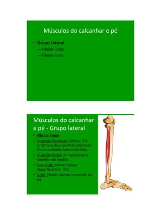 21/1/2011




      Músculos do calcanhar e pé
• Grupo Lateral
   – Fibular longo
   – Fibular curto




Músculos do calcanhar
e pé - Grupo lateral
• Fibular longo
• Inserção Proximal: Cabeça, 2/3
  proximais da superfície lateral da
  fíbula e côndilo lateral da tíbia
• Inserção Distal: 1º metatarsal e
  cuneiforme medial
• Inervação: Nervo Fibular
  Superficial (L4 - S1)
• Ação: Flexão plantar e eversão do
  pé




                                             78
 