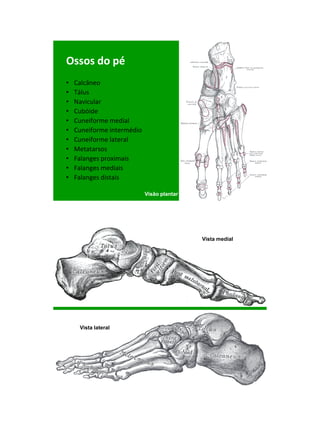 21/1/2011




Ossos do pé
•   Calcâneo
•   Tálus
•   Navicular
•   Cubóide
•   Cuneiforme medial
•   Cuneiforme intermédio
•   Cuneiforme lateral
•   Metatarsos
•   Falanges proximais
•   Falanges mediais
•   Falanges distais

                            Visão plantar




                                            Vista medial




     Vista lateral




                                                                  8
 