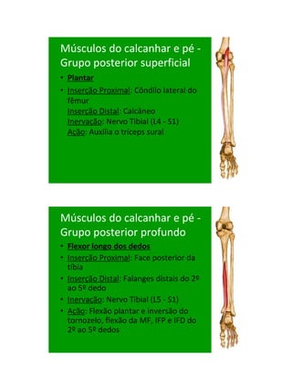 21/1/2011




Músculos do calcanhar e pé -
Grupo posterior superficial
• Plantar
• Inserção Proximal: Côndilo lateral do
  fêmur
  Inserção Distal: Calcâneo
  Inervação: Nervo Tibial (L4 - S1)
  Ação: Auxilia o tríceps sural




Músculos do calcanhar e pé -
Grupo posterior profundo
• Flexor longo dos dedos
• Inserção Proximal: Face posterior da
  tíbia
• Inserção Distal: Falanges distais do 2º
  ao 5º dedo
• Inervação: Nervo Tibial (L5 - S1)
• Ação: Flexão plantar e inversão do
  tornozelo, flexão da MF, IFP e IFD do
  2º ao 5º dedos




                                                  81
 