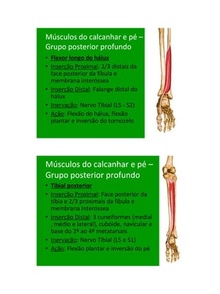 21/1/2011




Músculos do calcanhar e pé –
Grupo posterior profundo
• Flexor longo do hálux
• Inserção Proximal: 2/3 distais da
  face posterior da fíbula e
  membrana interóssea
• Inserção Distal: Falange distal do
  hálux
• Inervação: Nervo Tibial (L5 - S2)
• Ação: Flexão do hálux, flexão
  plantar e inversão do tornozelo




Músculos do calcanhar e pé –
Grupo posterior profundo
• Tibial posterior
• Inserção Proximal: Face posterior da
  tíbia e 2/3 proximais da fíbula e
  membrana interóssea
• Inserção Distal: 3 cuneiformes (medial
  , médio e lateral), cubóide, navicular e
  base do 2º ao 4º metatarsais
• Inervação: Nervo Tibial (L5 e S1)
• Ação: Flexão plantar e inversão do pé




                                                   82
 