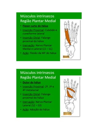 21/1/2011




Músculos intrínsecos
Região Plantar Medial
• Flexor curto do hálux
• Inserção Proximal: Cubóide e
  cuneiforme lateral
• Inserção Distal: Falange
  proximal do hálux
• Inervação: Nervo Plantar
  Medial e Lateral (L5 – S1)
• Ação: Flexão da MF do hálux




Músculos intrínsecos
Região Plantar Medial
• Dutor do hálux
• Inserção Proximal: 2º, 3º e
  4º metatarsal
• Inserção Distal: Falange
  proximal do hálux
• Inervação: Nervo Plantar
  Lateral (S2 – S3)
• Ação: Adução do hálux




                                       87
 