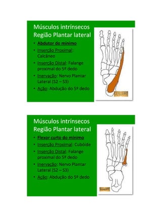 21/1/2011




Músculos intrínsecos
Região Plantar lateral
• Abdutor do mínimo
• Inserção Proximal:
  Calcâneo
• Inserção Distal: Falange
  proximal do 5º dedo
• Inervação: Nervo Plantar
  Lateral (S2 – S3)
• Ação: Abdução do 5º dedo




Músculos intrínsecos
Região Plantar lateral
• Flexor curto do mínimo
• Inserção Proximal: Cubóide
• Inserção Distal: Falange
  proximal do 5º dedo
• Inervação: Nervo Plantar
  Lateral (S2 – S3)
• Ação: Abdução do 5º dedo




                                     88
 