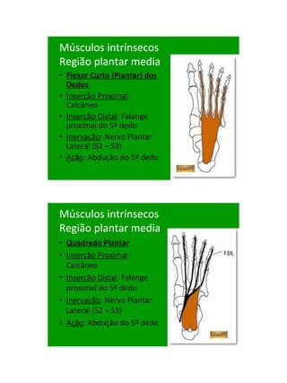 21/1/2011




Músculos intrínsecos
Região plantar media
• Flexor Curto (Plantar) dos
  Dedos
• Inserção Proximal:
  Calcâneo
• Inserção Distal: Falange
  proximal do 5º dedo
• Inervação: Nervo Plantar
  Lateral (S2 – S3)
• Ação: Abdução do 5º dedo




Músculos intrínsecos
Região plantar media
• Quadrado Plantar
• Inserção Proximal:
  Calcâneo
• Inserção Distal: Falange
  proximal do 5º dedo
• Inervação: Nervo Plantar
  Lateral (S2 – S3)
• Ação: Abdução do 5º dedo




                                     89
 