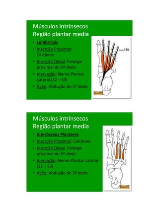 21/1/2011




Músculos intrínsecos
Região plantar media
• Lumbricais
• Inserção Proximal:
  Calcâneo
• Inserção Distal: Falange
  proximal do 5º dedo
• Inervação: Nervo Plantar
  Lateral (S2 – S3)
• Ação: Abdução do 5º dedo




Músculos intrínsecos
Região plantar media
• Interósseos Plantares
• Inserção Proximal: Calcâneo
• Inserção Distal: Falange
  proximal do 5º dedo
• Inervação: Nervo Plantar Lateral
  (S2 – S3)
• Ação: Abdução do 5º dedo




                                           90
 