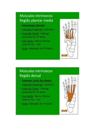 21/1/2011




Músculos intrínsecos
Região plantar media
• Interósseos Dorsais
• Inserção Proximal: Calcâneo
• Inserção Distal: Falange
  proximal do 5º dedo
• Inervação: Nervo Plantar
  Lateral (S2 – S3)
• Ação: Abdução do 5º dedo




Músculos intrínsecos
Região dorsal
• Extensor curto dos dedos
• Inserção Proximal: Calcâneo
• Inserção Distal: Falange
  proximal do 5º dedo
• Inervação: Nervo Plantar
  Lateral (S2 – S3)
• Ação: Abdução do 5º dedo




                                      91
 