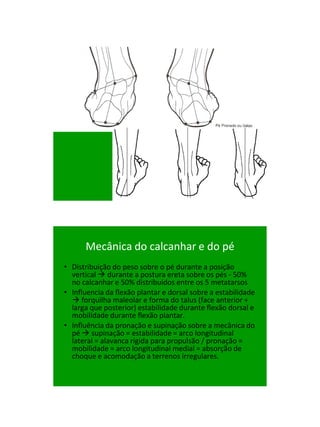 21/1/2011




      Mecânica do calcanhar e do pé
• Distribuição do peso sobre o pé durante a posição
  vertical  durante a postura ereta sobre os pés - 50%
  no calcanhar e 50% distribuídos entre os 5 metatarsos
• Influencia da flexão plantar e dorsal sobre a estabilidade
   forquilha maleolar e forma do talus (face anterior +
  larga que posterior) estabilidade durante flexão dorsal e
  mobilidade durante flexão plantar.
• Influência da pronação e supinação sobre a mecânica do
  pé  supinação = estabilidade = arco longitudinal
  lateral = alavanca rígida para propulsão / pronação =
  mobilidade = arco longitudinal medial = absorção de
  choque e acomodação a terrenos irregulares.




                                                                     94
 