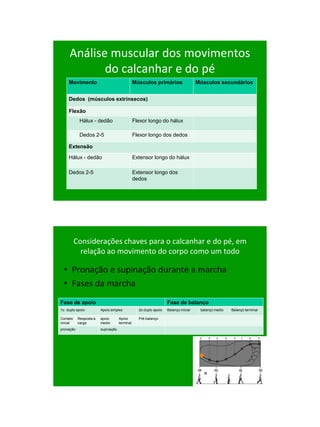 21/1/2011




     Análise muscular dos movimentos
            do calcanhar e do pé
    Movimento                                  Músculos primários                   Músculos secundários


    Dedos (músculos extrínsecos)

    Flexão
            Hálux - dedão                      Flexor longo do hálux

            Dedos 2-5                          Flexor longo dos dedos

    Extensão

    Hálux - dedão                              Extensor longo do hálux

    Dedos 2-5                                  Extensor longo dos
                                               dedos




          Considerações chaves para o calcanhar e do pé, em
            relação ao movimento do corpo como um todo

  • Pronação e supinação durante a marcha
  • Fases da marcha
Fase de apoio                                                     Fase de balanço
1o duplo apoio          Apoio simples            2o duplo apoio   Balanço inicial    balanço medio   Balanço terminal

Contato    Resposta à   apoio       Apoio        Pré-balanço
inicial    carga        medio       terminal
pronação                supinação




                                                                                                                              96
 