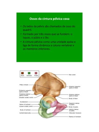 21/1/2011




       Ossos da cintura pélvica coxa

• Os lados da pélvis são chamados de osso do
  quadril.
• Formado por ...