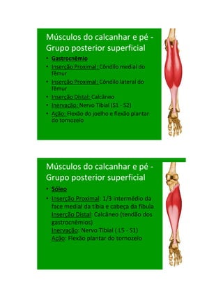 21/1/2011




Músculos do calcanhar e pé -
Grupo posterior superficial
• Gastrocnêmio
• Inserção Proximal: Côndilo medial ...
