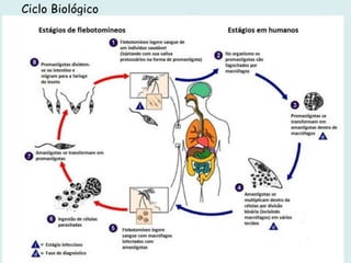 Ciclo Biológico
 