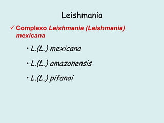 Leishmania
 Complexo Leishmania (Leishmania)
mexicana
• L.(L.) mexicana
• L.(L.) amazonensis
• L.(L.) pifanoi
 