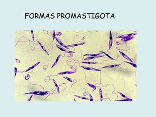 FORMAS PROMASTIGOTA
 