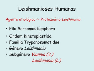 Leishmanioses Humanas
Agente etiológico=> Protozoário Leishmania
• Filo Sarcomastigophora
• Ordem Kinetoplastida
• Família Trypanosomatidae
• Gênero Leishmania
• Subgênero Viannia (V.)
Leishmania (L.)
 