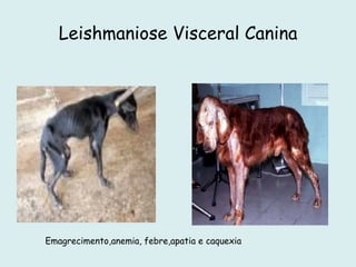 Leishmaniose Visceral Canina
Emagrecimento,anemia, febre,apatia e caquexia
 