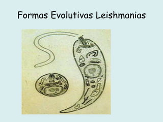 Formas Evolutivas Leishmanias
 