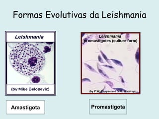 Formas Evolutivas da Leishmania
Amastigota Promastigota
 