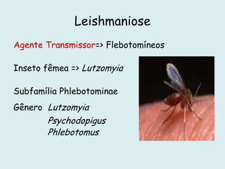 Leishmaniose
Agente Transmissor=> Flebotomíneos
Inseto fêmea => Lutzomyia
Subfamília Phlebotominae
Gênero Lutzomyia
Psychodopigus
Phlebotomus
 
