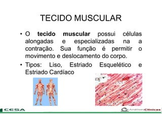 TECIDO MUSCULAR
muscular possui células• O tecido
alongadas
contração.
e especializadas
Sua função é
na a
permitir o
movimento e deslocamento do corpo.
Esquelético e• Tipos: Liso, Estriado
Estriado Cardíaco
 