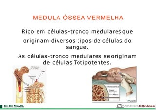 MEDULA ÓSSEA VERMELHA
Rico em células-tronco medulares que
originam diversos tipos de células do
sangue.
As células-tronco medulares se originam
de células Totipotentes.
 