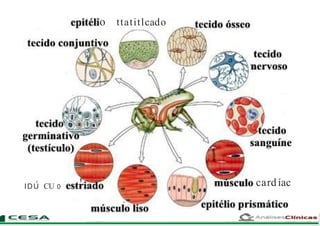 o ttatitlcado
'I'
IDU CU 0 cardíac
 