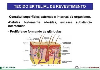 TECIDO EPITELIAL DE REVESTIMENTO
-Constitui superfícies externas e internas do organismo.
substância-Células fortemente aderidas, escassa
intercelular.
- Prolifera-se formando as glândulas.
 