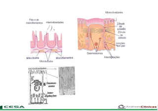 Feixe de
mierofilamentos mierovilosidades
/).
Microvilosidades
Zônula
de
adesão
Junções
tipo gap
Desmossomos
lnterdigitações
Microtubutos
 