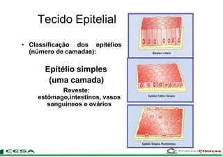 Tecido Epitelial
• Classificação dos epitélios
(número de camadas):
Epitélio simples
(uma camada)
Reveste:
estômago,intestinos, vasos
sanguíneos e ovários
 