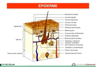 EPIDERME
 
