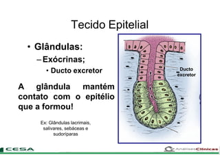 Tecido Epitelial
• Glândulas:
–Exócrinas;
• Ducto excretor Ducto
excretor
mantém
epitélio
A glândula
contato com o
que a formou!
Ex: Glândulas lacrimais,
salivares, sebáceas e
sudoríparas
 