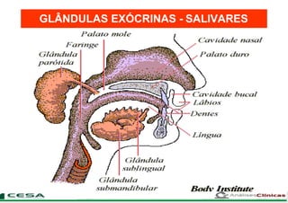 GLÂNDULAS EXÓCRINAS - SALIVARES
 